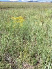 Cyperus fendlerianus