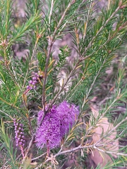 Melaleuca diosmatifolia