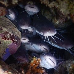 Plotosus lineatus