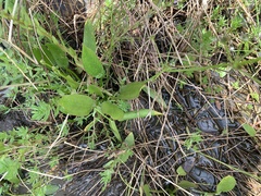 Damasonium minus