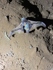 Holocerina smilax