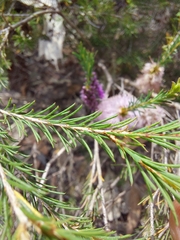 Melaleuca diosmatifolia