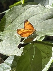 Tegosa anieta