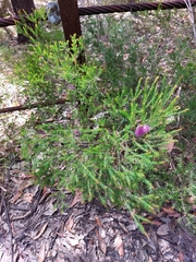 Melaleuca diosmatifolia