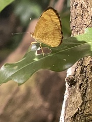 Tegosa anieta