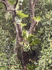 Platycerium superbum