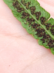 Diplazium esculentum