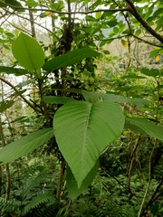 Dendrocnide meyeniana