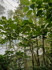 Dendrocnide meyeniana