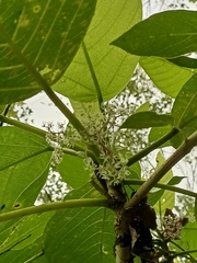 Dendrocnide meyeniana