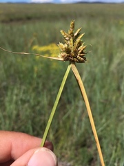 Cyperus fendlerianus