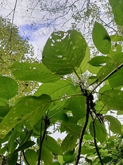 Dendrocnide meyeniana