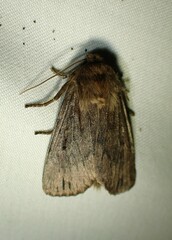 Ufeus satyricus