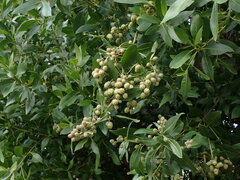 Conocarpus erectus