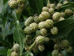 Conocarpus erectus