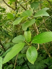 Dendrocnide meyeniana