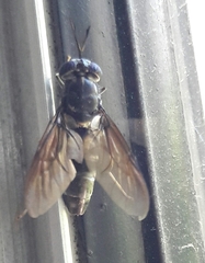 Hermetia illucens