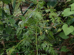 Cosmos caudatus