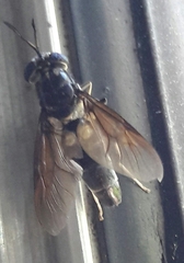Hermetia illucens