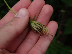 Cosmos caudatus