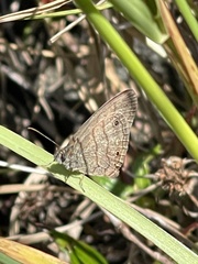 Hermeuptychia hermes