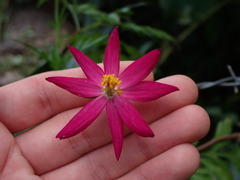 Cosmos caudatus