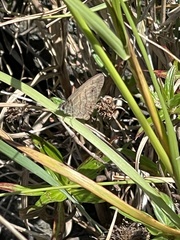 Hermeuptychia hermes