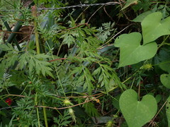 Cosmos caudatus