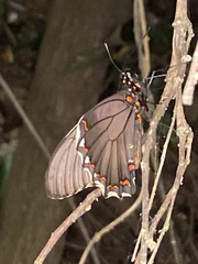 Battus polydamas polydamas