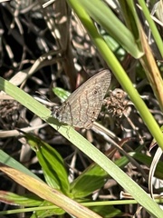 Hermeuptychia hermes