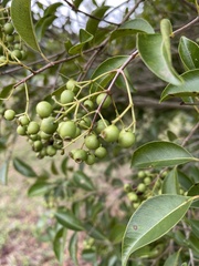 Syzygium formosanum