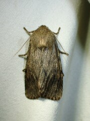 Ufeus satyricus