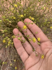 Ivesia sabulosa