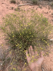 Ivesia sabulosa