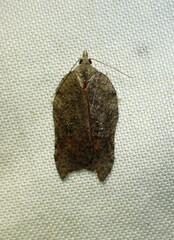 Acleris effractana