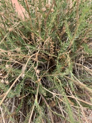 Ivesia sabulosa