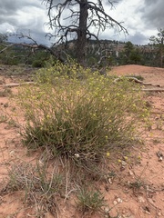 Ivesia sabulosa