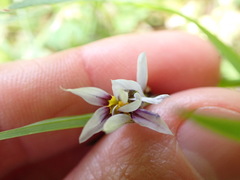 Sisyrinchium