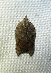 Acleris effractana