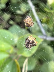 Gasteracanthinae