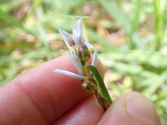 Sisyrinchium