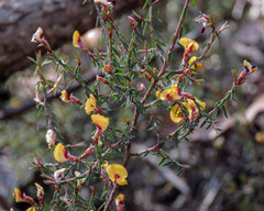 Pultenaea reflexifolia
