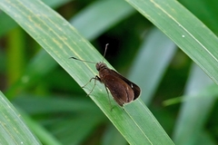 Eutychide subcordata