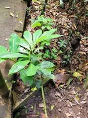 Costaceae
