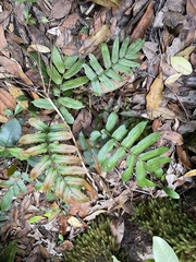 Blechnum wattsii