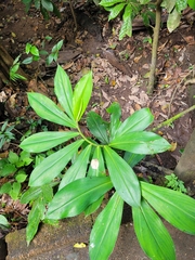Costaceae