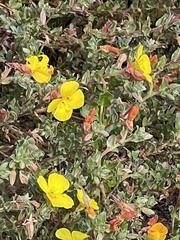 Camissoniopsis cheiranthifolia