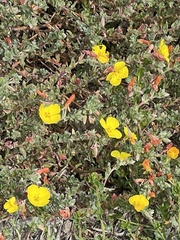 Camissoniopsis cheiranthifolia