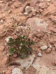Lepidium montanum