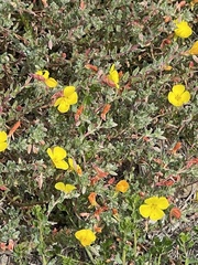 Camissoniopsis cheiranthifolia